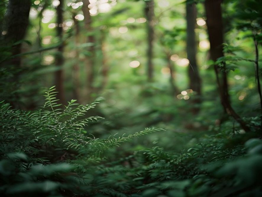 Dypt inn i en frodig skog med naturlig lys som dråper gjennom bladverket